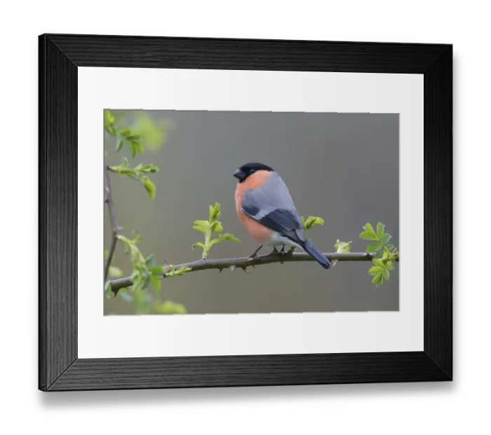 Framed Print : Male Bullfinch Print Framed Print : Male Bullfinch Print