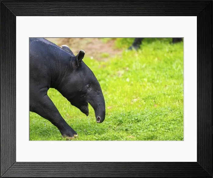 Framed Print : Malayan Tapir Print: Captive in Malaysian Meadow Framed Print : Malayan Tapir Print: Captive in Malaysian Meadow