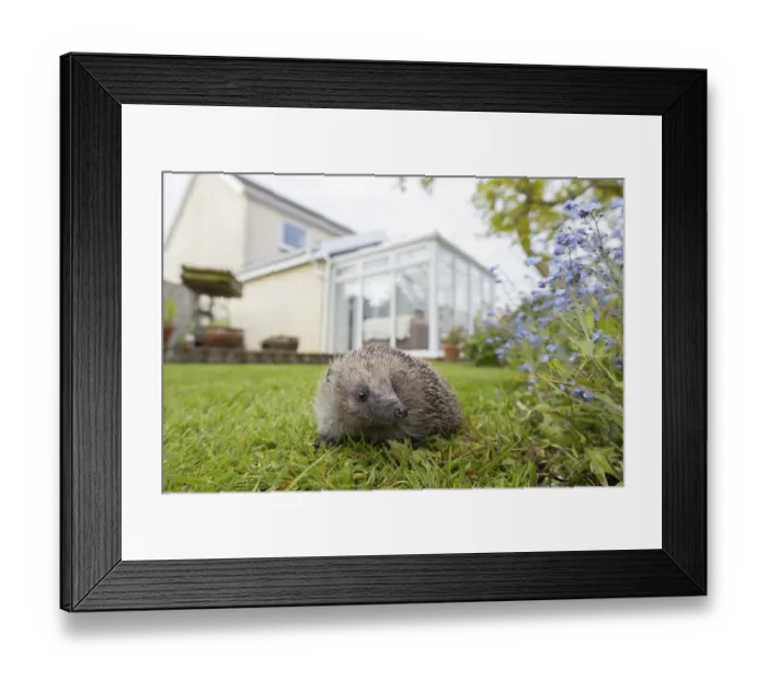 Framed Print : European Hedgehog Print Framed Print : European Hedgehog Print