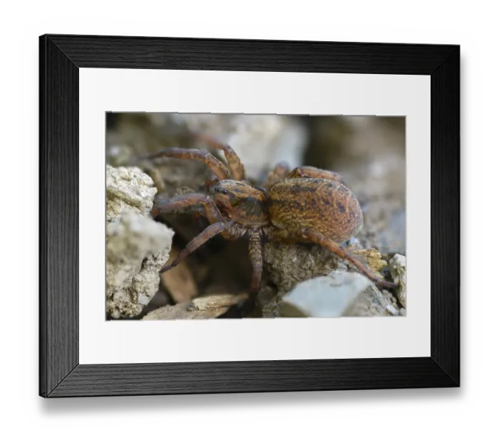 Framed Print : Trochosa terricola Print Framed Print : Trochosa terricola Print
