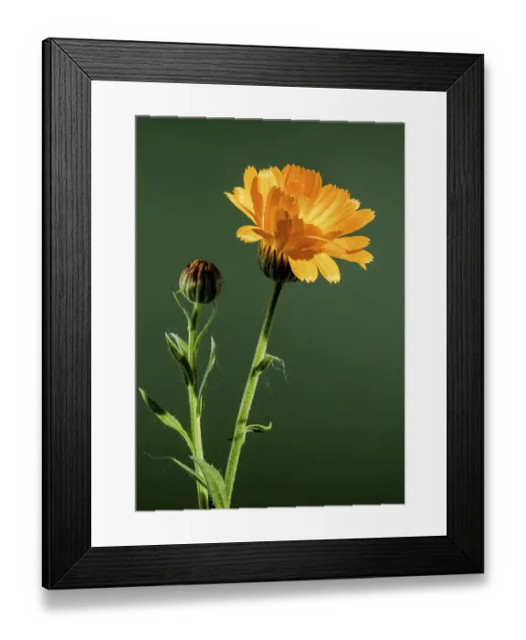 Framed Print : Calendula officinalis Print