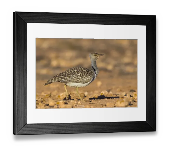 Framed Print : Fuerteventura Houbara Bustard Print Framed Print : Fuerteventura Houbara Bustard Print