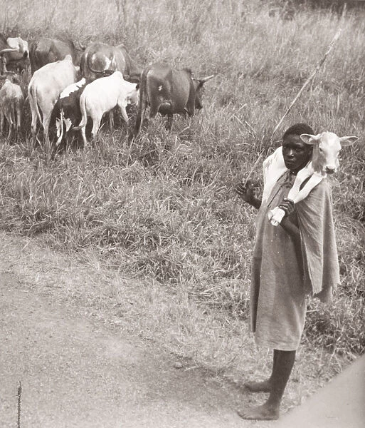 1940s East Africa - Uganda - cattle herder