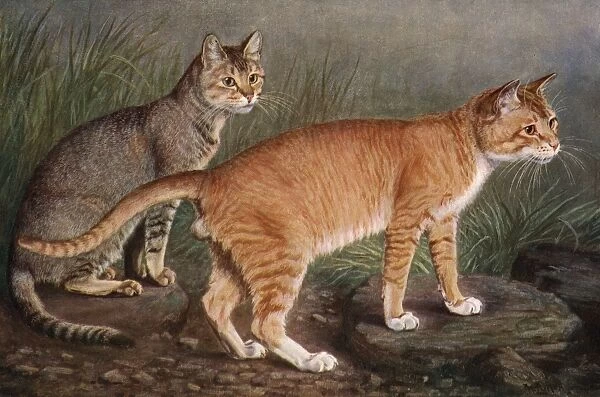 Abyssinian and Indian