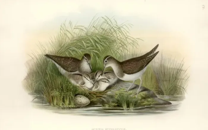 Framed Print : Common Sandpiper Print, Hand Coloured Lithograph (1873) Framed Print : Common Sandpiper Print, Hand Coloured Lithograph (1873)