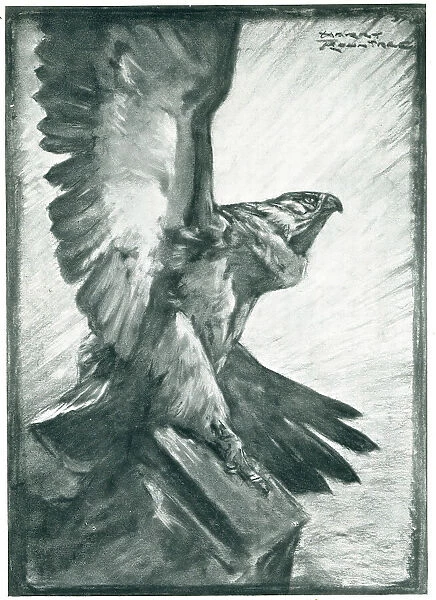 Advertisement Illustration, Bird Of Prey