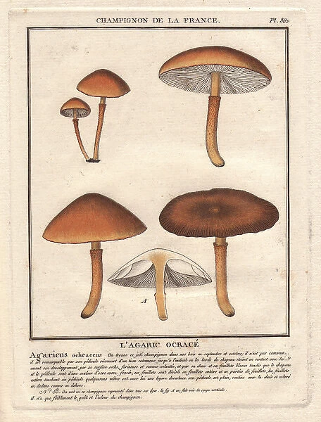 Agaric mushroom, Agaricus ochraceus