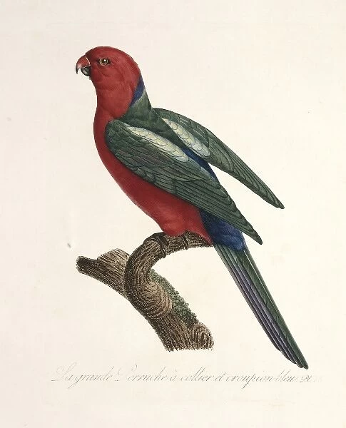 Alisterus scapularis, Australian king parrot