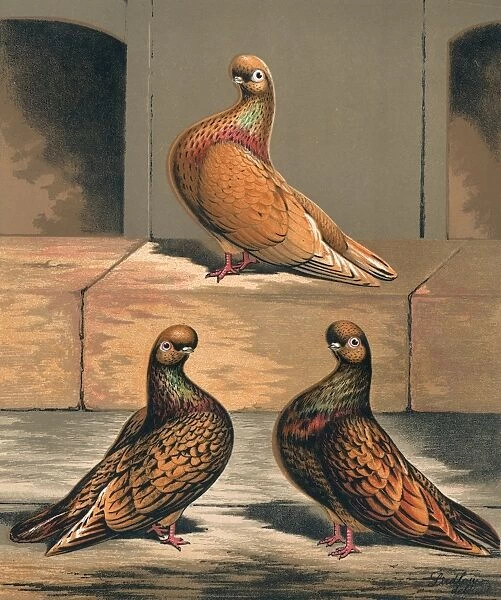 Three Almond Tumbler Cock Pigeons
