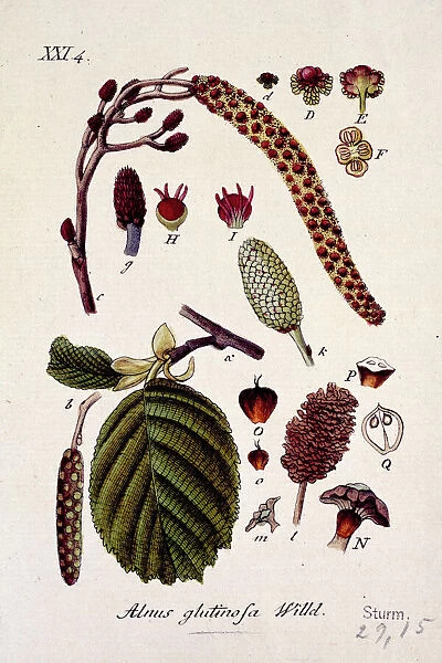 Alnus glutinosa (Willd. ) XXI 4, alder