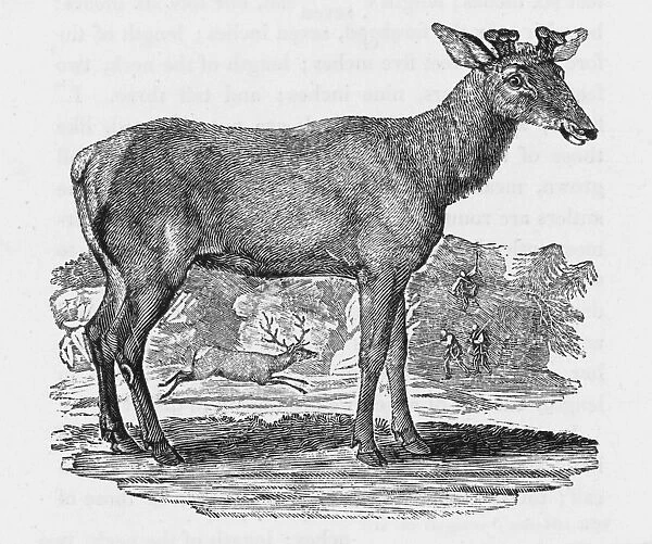 American Elk (Bewick)