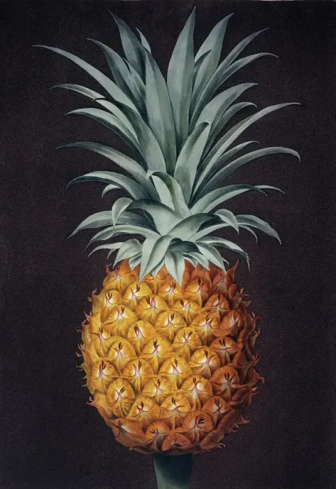 Framed Print : Pineapple Print from George Brookshaw's Botanical Illustration Framed Print : Pineapple Print from George Brookshaw's Botanical Illustration
