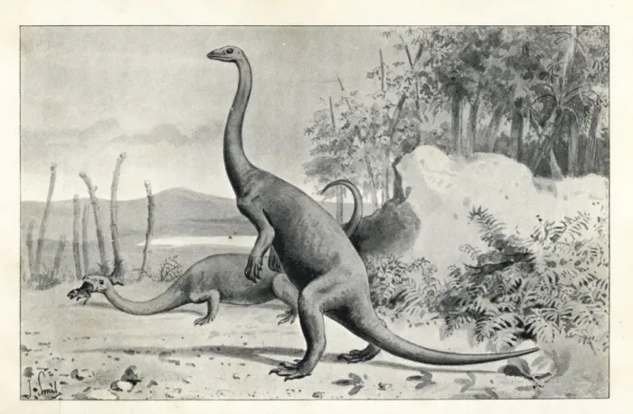 Framed Print : Anchisaurus polyzelus Lithograph Print Framed Print : Anchisaurus polyzelus Lithograph Print