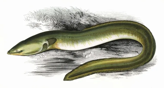 Framed Print : Sharp-Nosed Eel Print, 1865