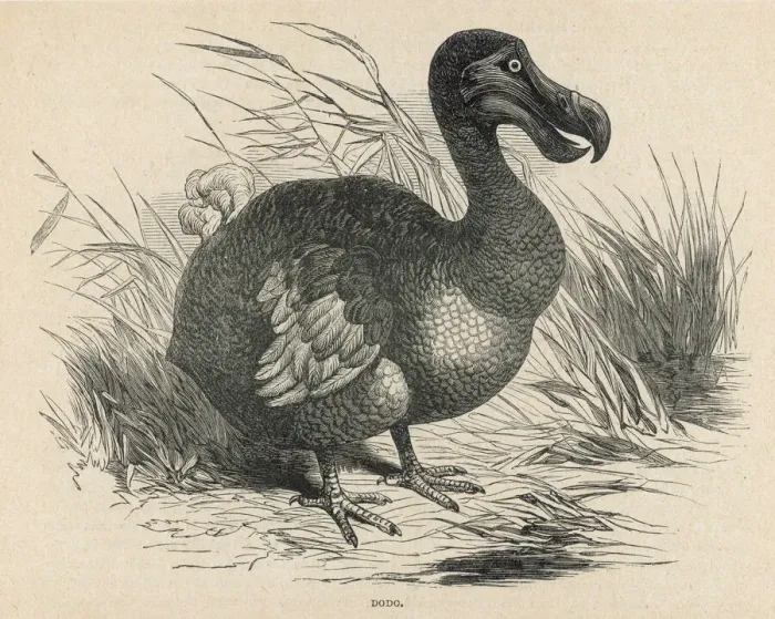 Framed Print : Dodo Bird Print Framed Print : Dodo Bird Print