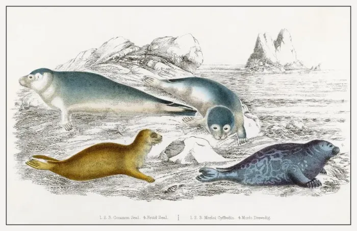 Framed Print : Seals Print - Various species illustration Framed Print : Seals Print - Various species illustration