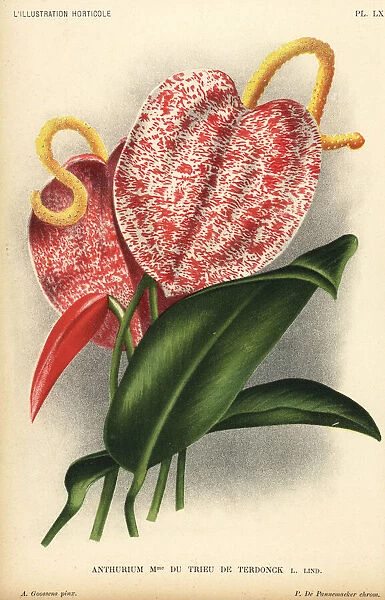 Anthurium hybrid, Madame du Trieu de Terdonck