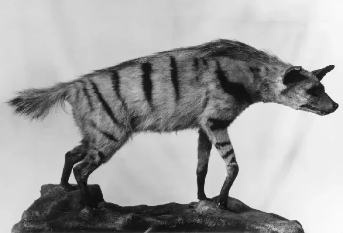 Framed Print : Aardwolf Print, Yellowish Grey and Black Stripes, 1930s Framed Print : Aardwolf Print, Yellowish Grey and Black Stripes, 1930s