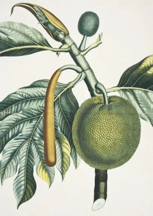 Framed Print : Breadfruit Tree Print from the Botany Library Collection Framed Print : Breadfruit Tree Print from the Botany Library Collection