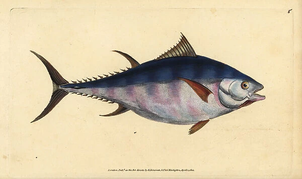 Atlantic bluefin tuna, Thunnus thynnus (endangered)