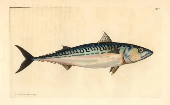 Framed Print : Atlantic Mackerel Print, 1812 Framed Print : Atlantic Mackerel Print, 1812