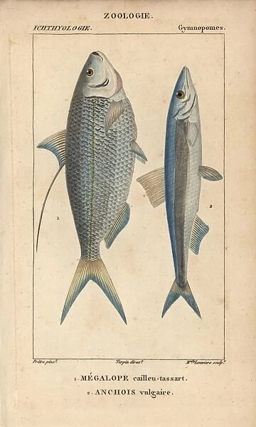 Atlantic thread herring, Opisthonema oglinum