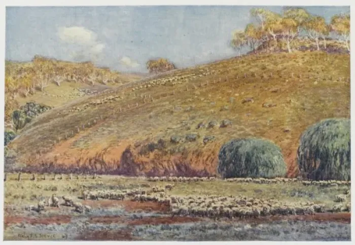 Framed Print : Australian Sheep Run Print Framed Print : Australian Sheep Run Print