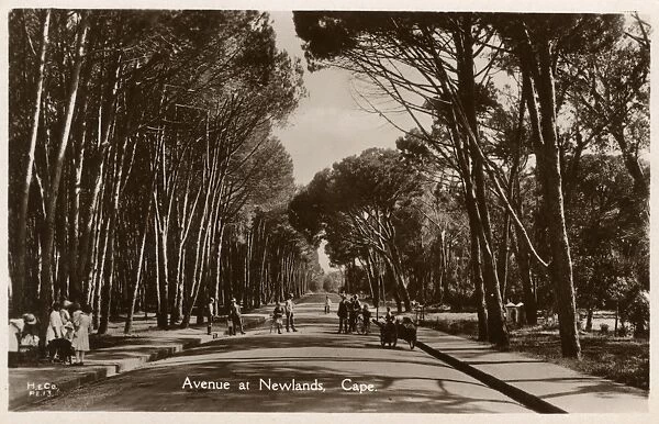 Avenue at Newlands, Cape Town, South Africa