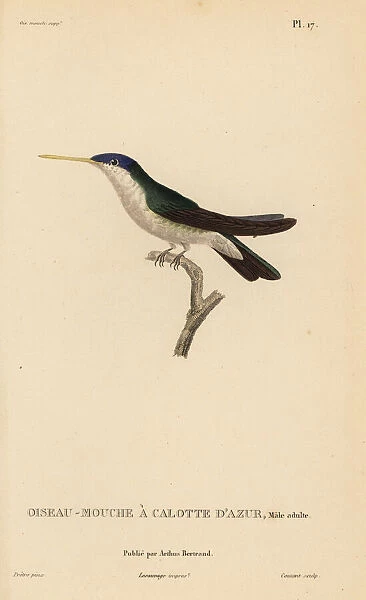 Azure-crowned hummingbird, Amazilia cyanocephala, male adult