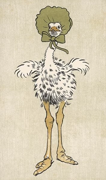 Baby Ostrich Aldin 1907