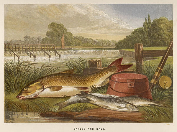 A Barbel and a Dace