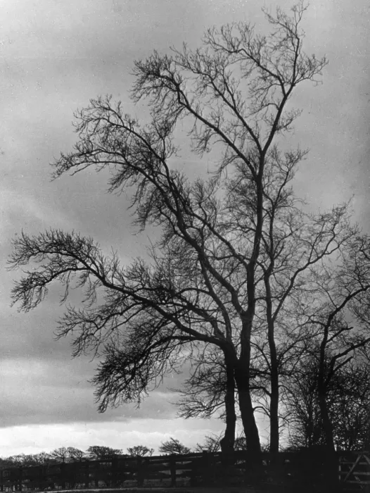 Framed Print : Bare Winter Trees Print