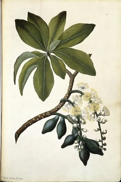 Barringtonia calyptrata, mango pine tree
