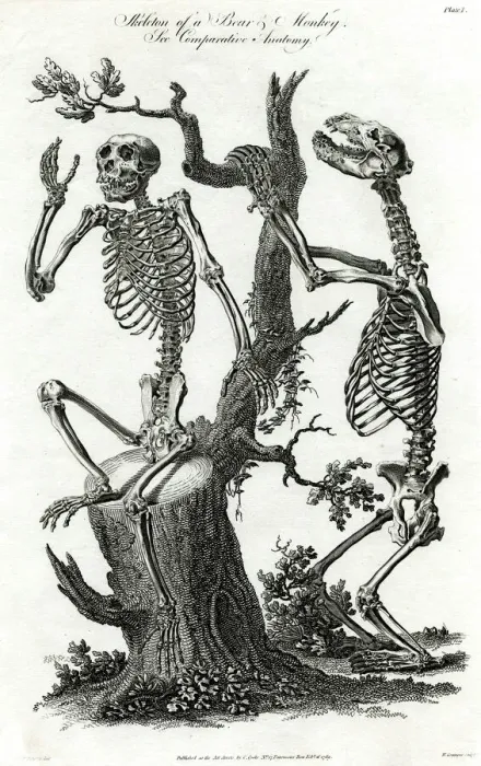 : A bear and monkey skeleton posed with a tree-trunk, Print : A bear and monkey skeleton posed with a tree-trunk, Print