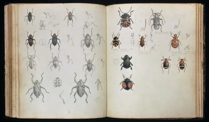 Framed Print : Beetles Double Page Spread Print by Henry Walter Bates Framed Print : Beetles Double Page Spread Print by Henry Walter Bates