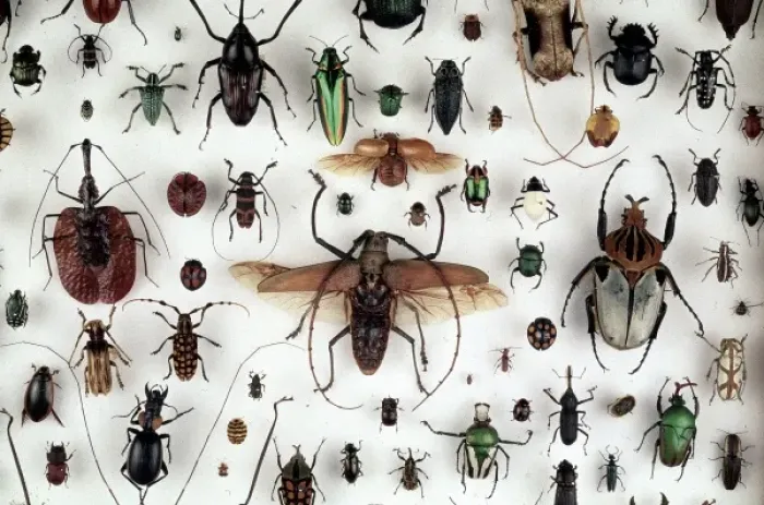 Framed Print : A Collection of Beetles Print (Coleoptera) Framed Print : A Collection of Beetles Print (Coleoptera)