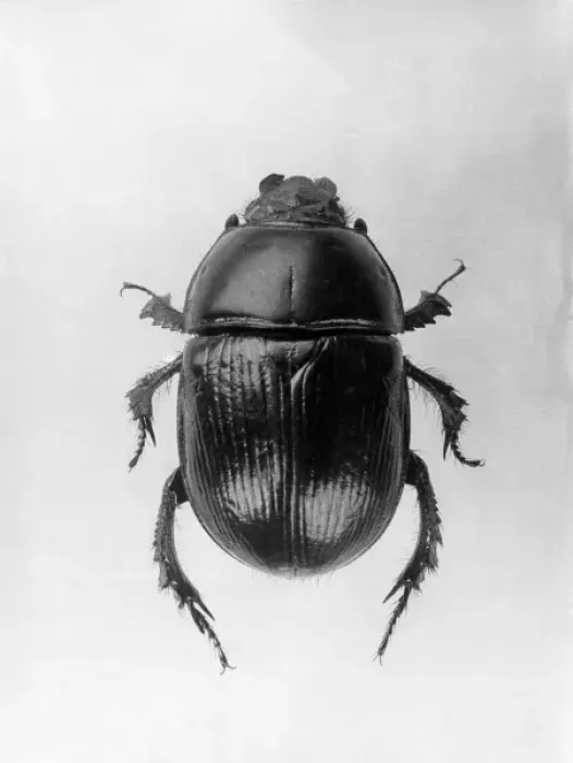 Framed Print : A Dung Beetle Print, 1960s Framed Print : A Dung Beetle Print, 1960s