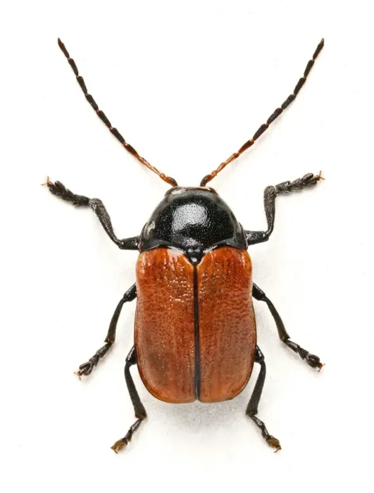 Framed Print : Hazel Pot Beetle Print (Beetles) by Mary Evans Prints Online