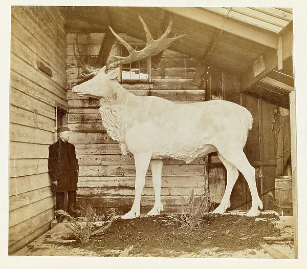 Benjamin Waterhouse Hawkins & giant Elk model
