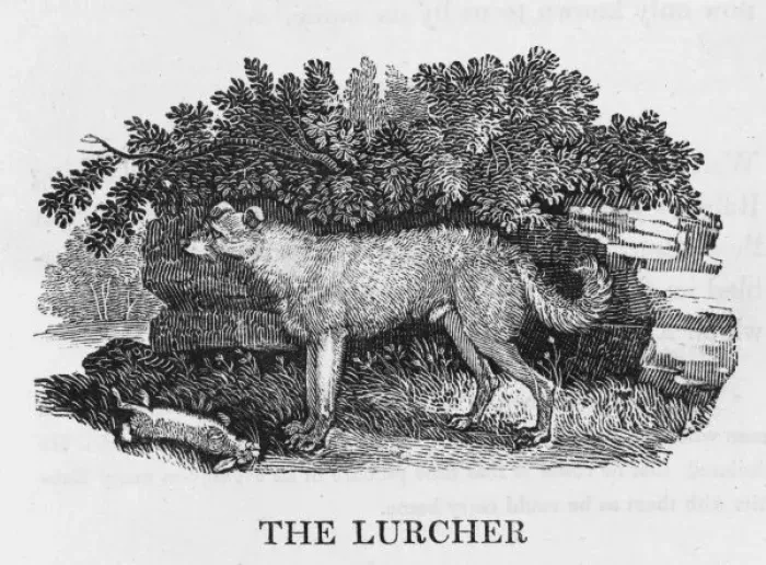 Framed Print : Bewick Lurcher Print Framed Print : Bewick Lurcher Print