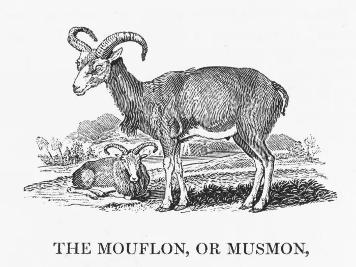 Framed Print : Bewick's Print of Mouflon (Capra aegagrus) Framed Print : Bewick's Print of Mouflon (Capra aegagrus)