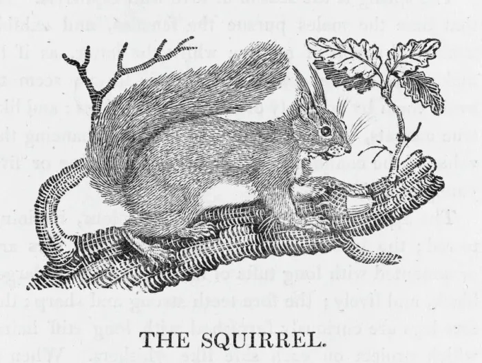 Framed Print : Red Squirrel Print Framed Print : Red Squirrel Print