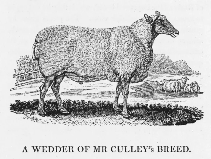 Framed Print : Bewick's Wedder Sheep Print Framed Print : Bewick's Wedder Sheep Print