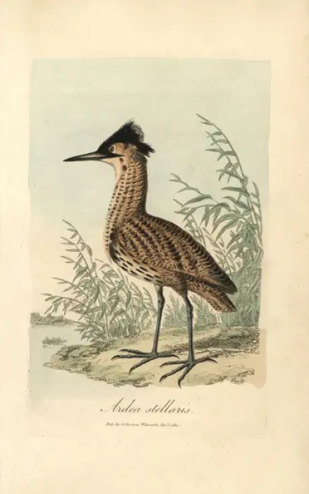 Framed Print : Handcolored copperplate print of a Bittern Framed Print : Handcolored copperplate print of a Bittern