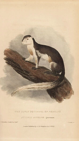 Black giant squirrel or Malayan giant squirrel