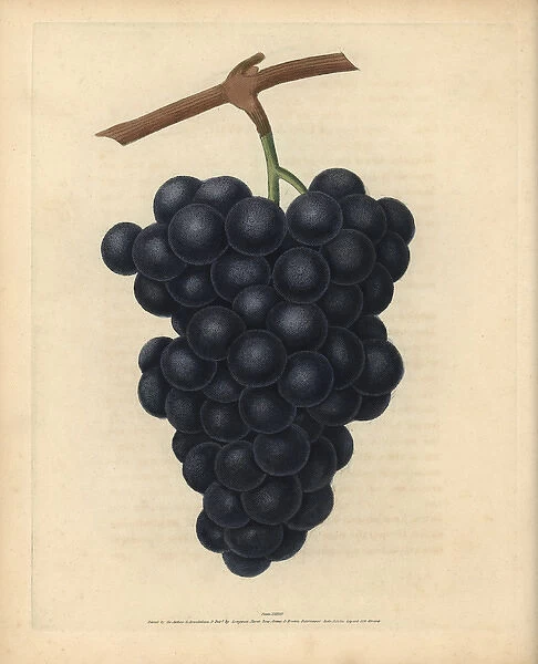 Black Hamburgh grapes, Vitis vinifera