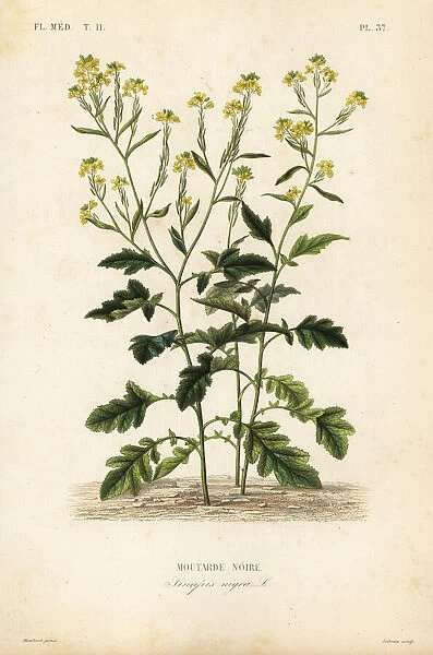 Black mustard, Brassica nigra, Sinapis nigra