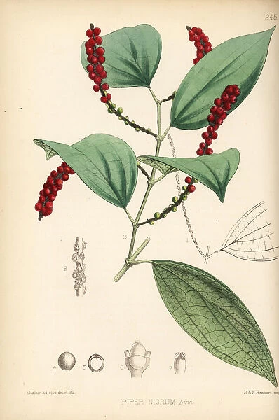 Black pepper or murich, Piper nigrum