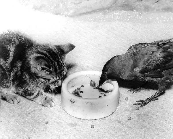 Blackbird and Kitten