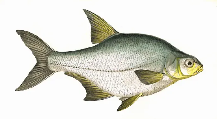 Framed Print : Silver Bream Print, 1865 by Mary Evans Prints Online Framed Print : Silver Bream Print, 1865 by Mary Evans Prints Online
